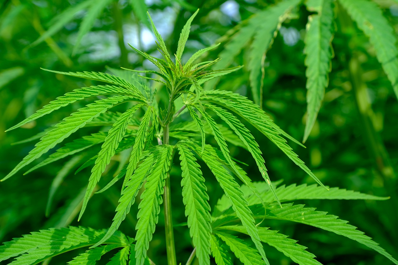 Investitionen in Cannabisaktien sind profitabel